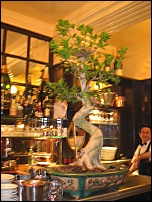 Photo restaurant paris Aux Crus de Bourgogne - Bonsai qui ne passe pas inaper�u.